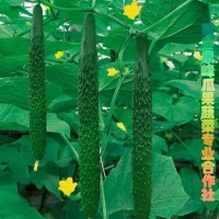 供應原產地黃瓜，品質高口感脆