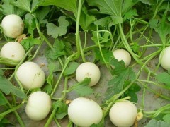 香瓜成熟期揭秘：從25天到80天，甜度背后的時(shí)間密碼