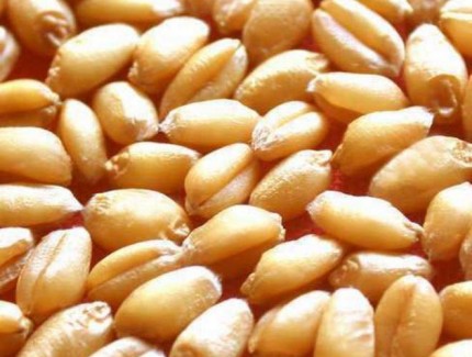一粒麥的重量密碼：解碼小麥千粒重的農(nóng)業(yè)奧秘