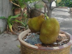 寒冬種下菠蘿蜜：解鎖熱帶果王的種子培育秘籍
